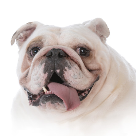 Squishface bulldog wrinkle cream