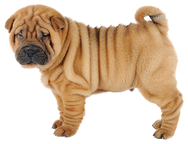A Shar-Pei’s wrinkles can trap dirt and bacteria